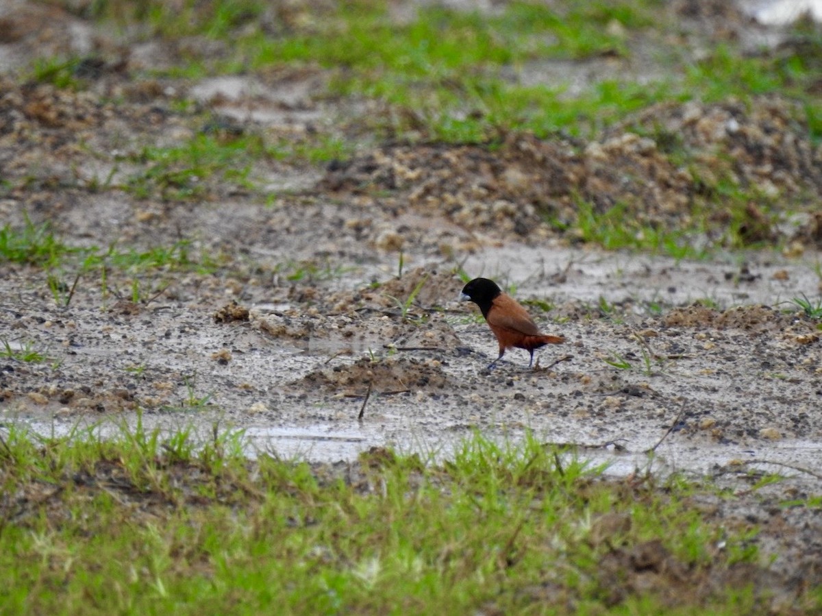 Chestnut Munia - ML644263529