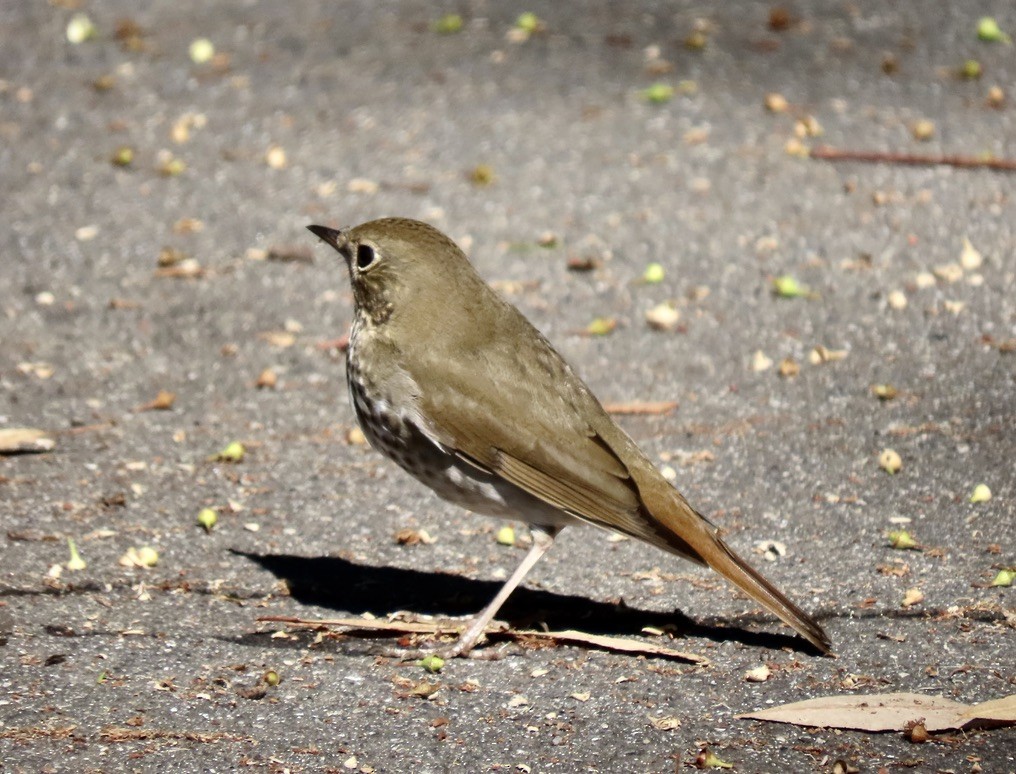 Hermit Thrush - ML644263533
