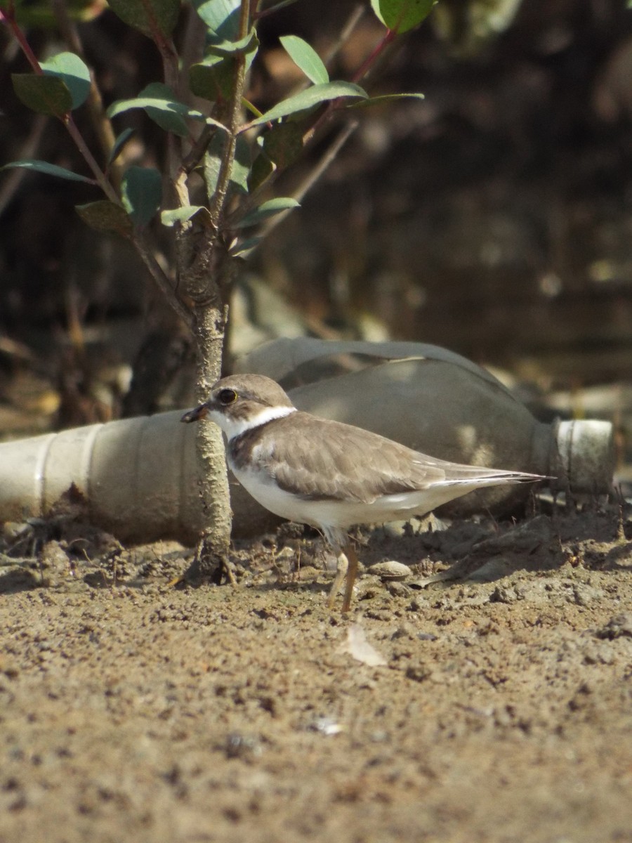 Semipalmated Plover - ML644263535