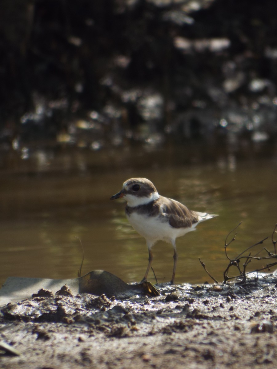 Semipalmated Plover - ML644263536