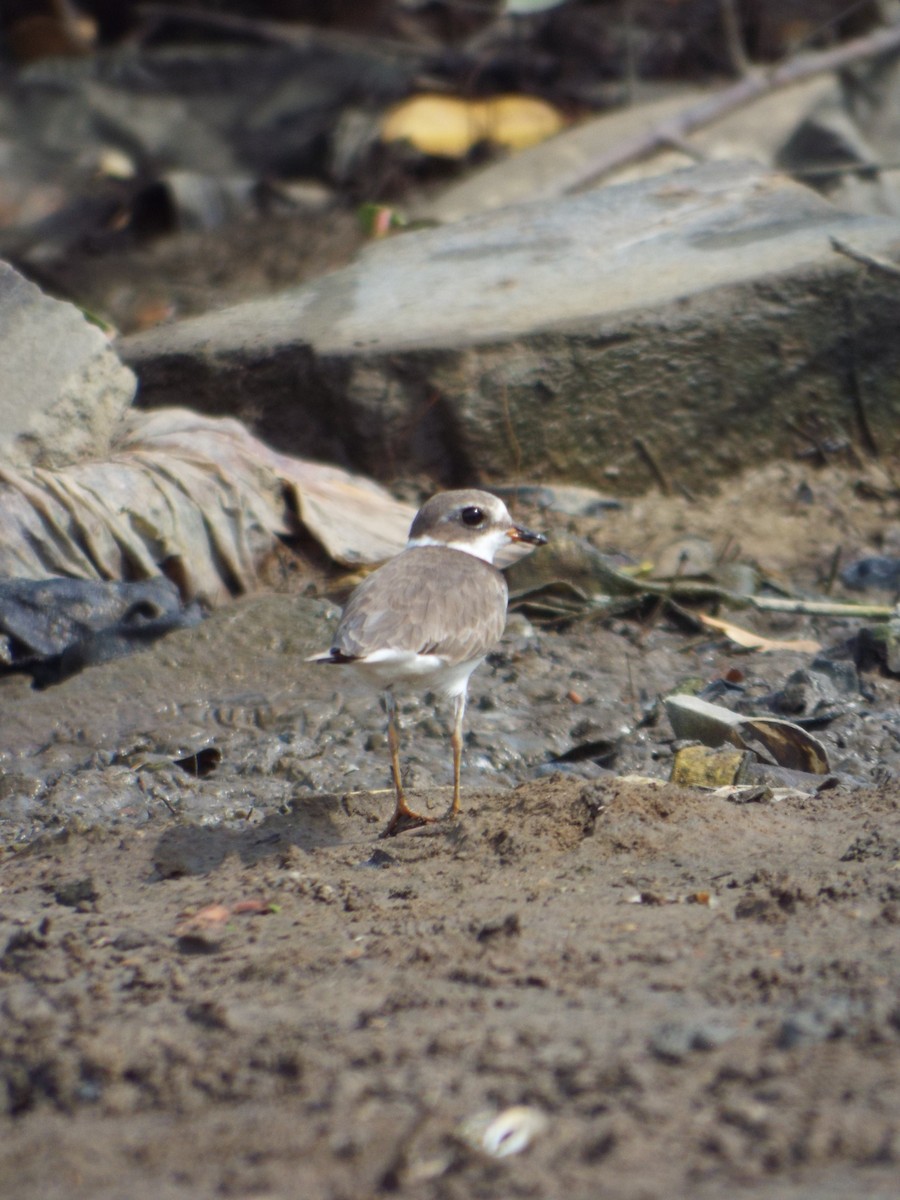 Semipalmated Plover - ML644263537