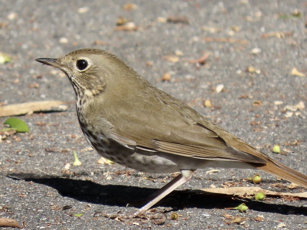 Hermit Thrush - ML644263538