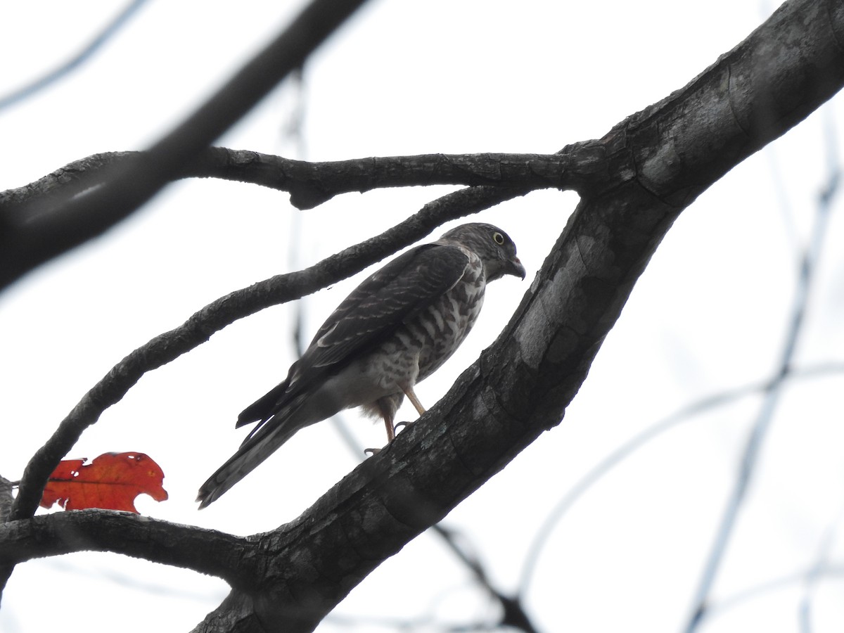Chinese Sparrowhawk - ML644263539