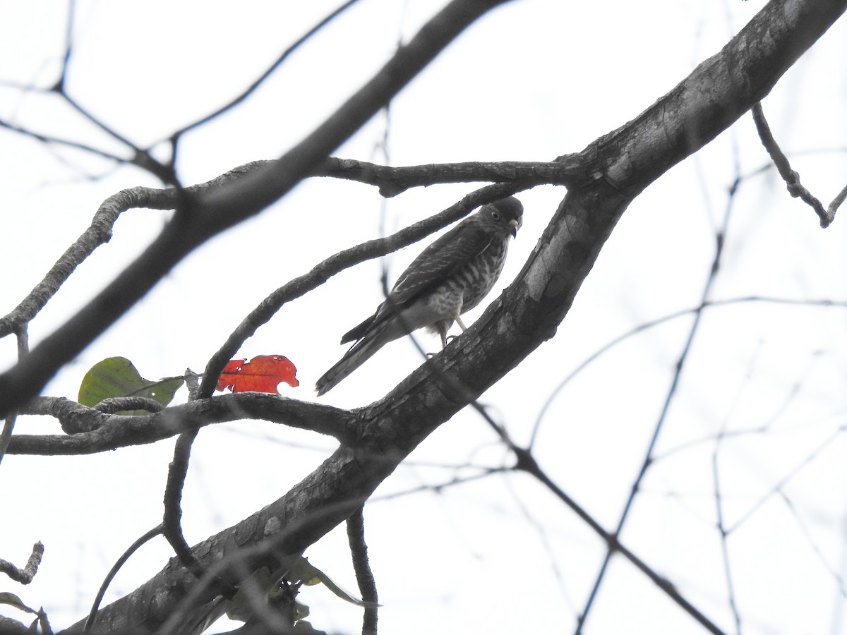Chinese Sparrowhawk - ML644263540
