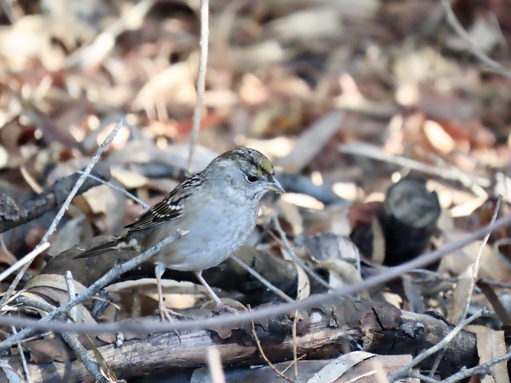 Golden-crowned Sparrow - ML644263550