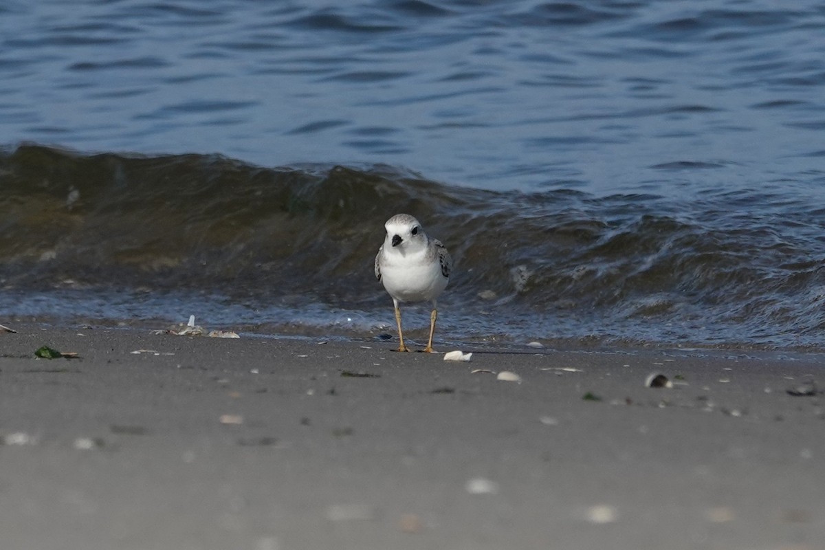 Flötenregenpfeifer - ML644263551