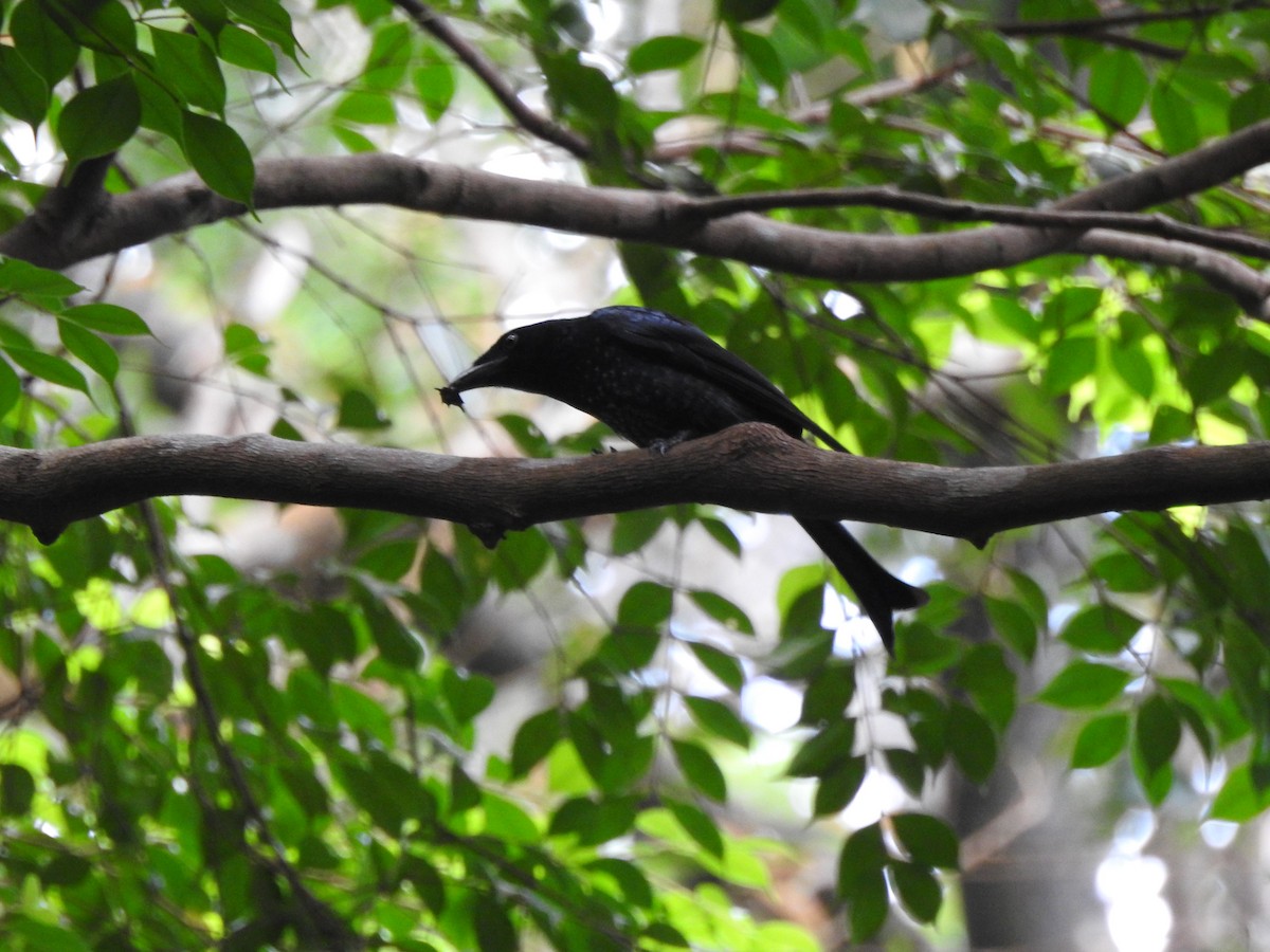 Crow-billed Drongo - ML644263552
