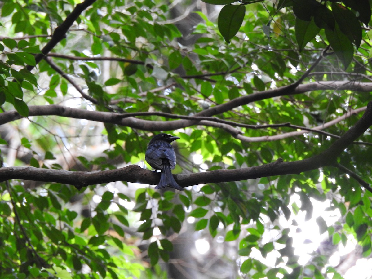 Crow-billed Drongo - ML644263553