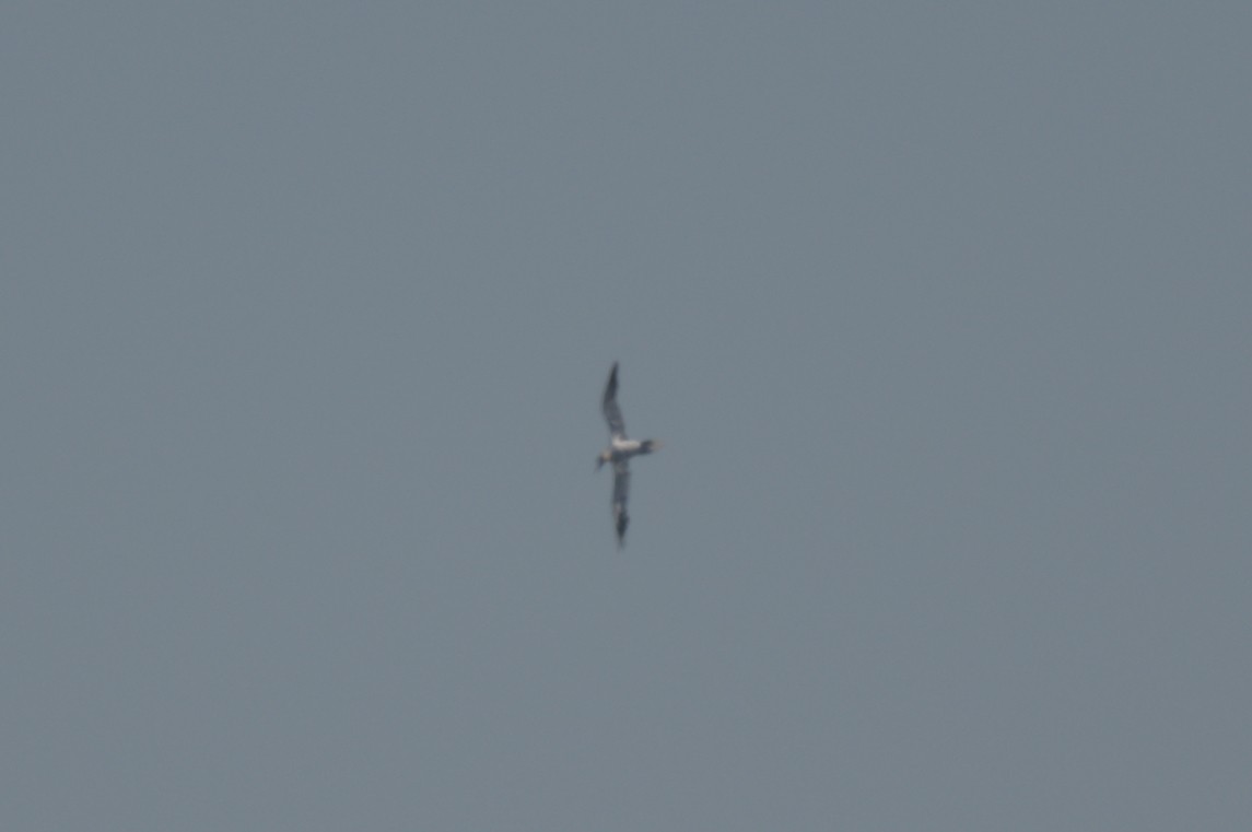 Fou de Bassan - ML644263557