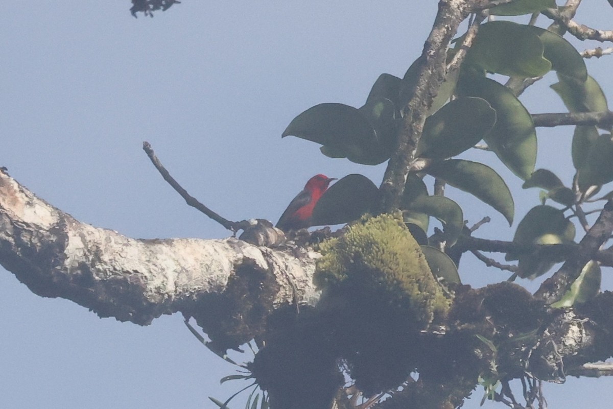 Taliabu Myzomela - ML644263558