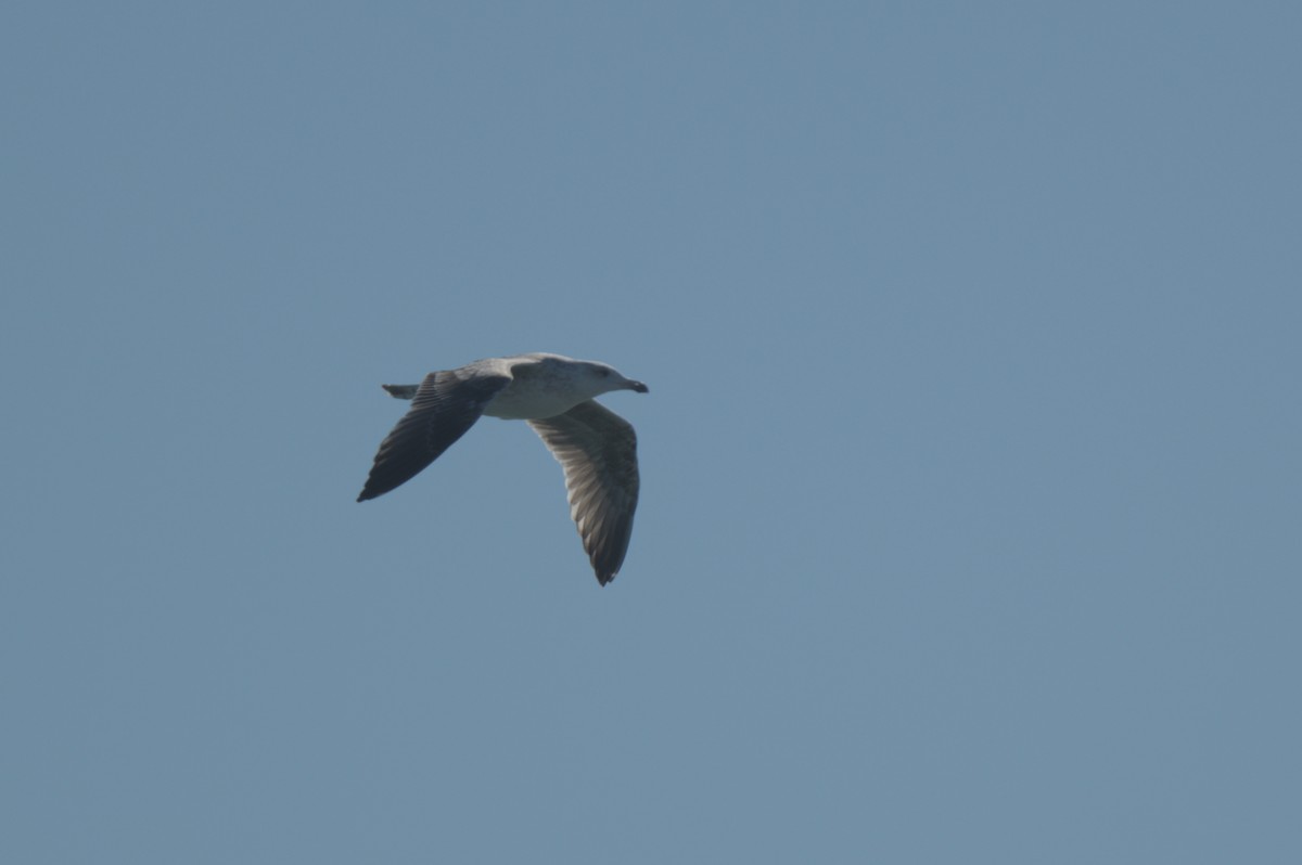 Goéland marin - ML644263562