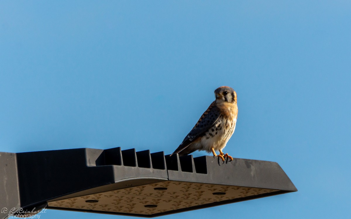 Belatz amerikarra - ML644263564