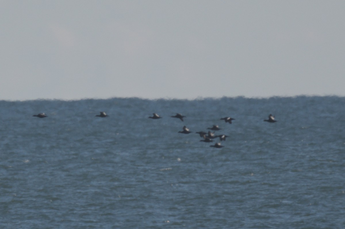 Macreuse à ailes blanches - ML644263569