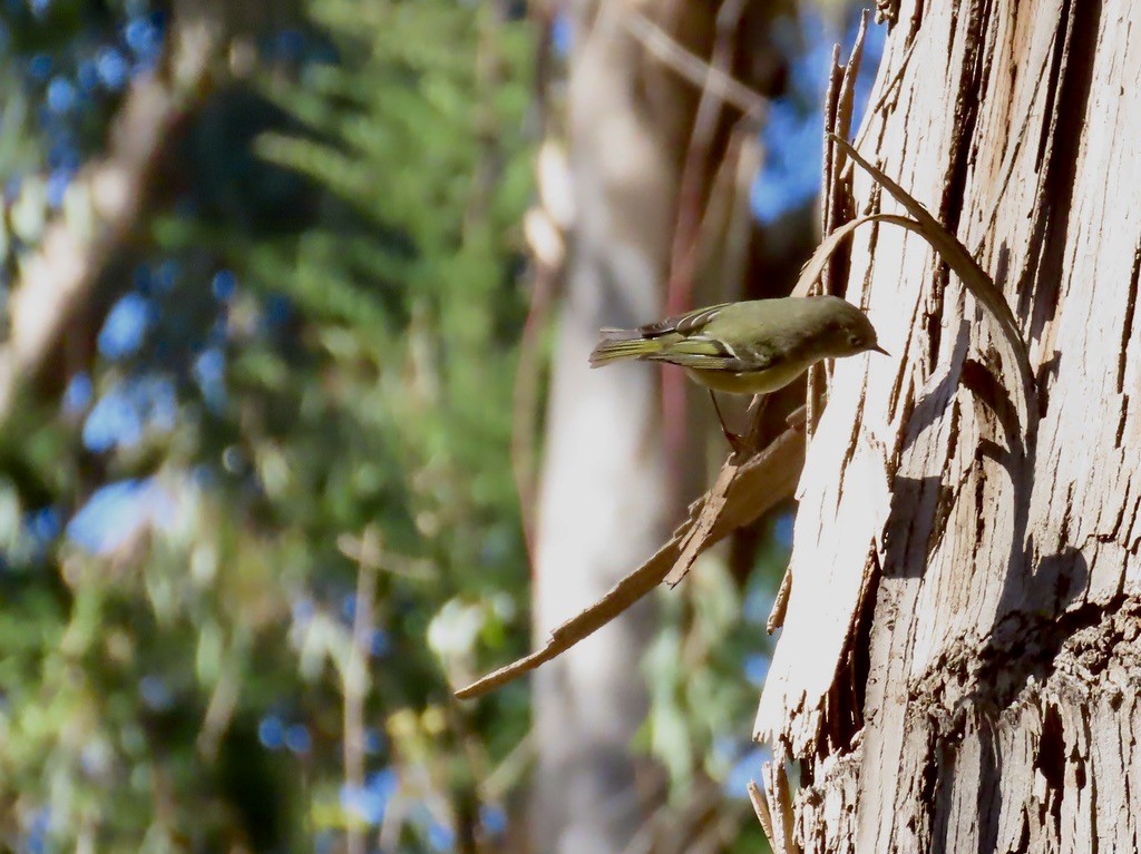 Ruby-crowned Kinglet - ML644263572
