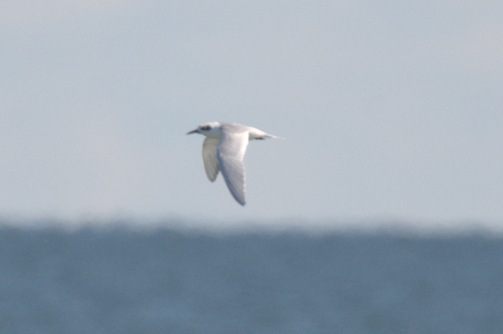 メリケンアジサシ - ML644263574