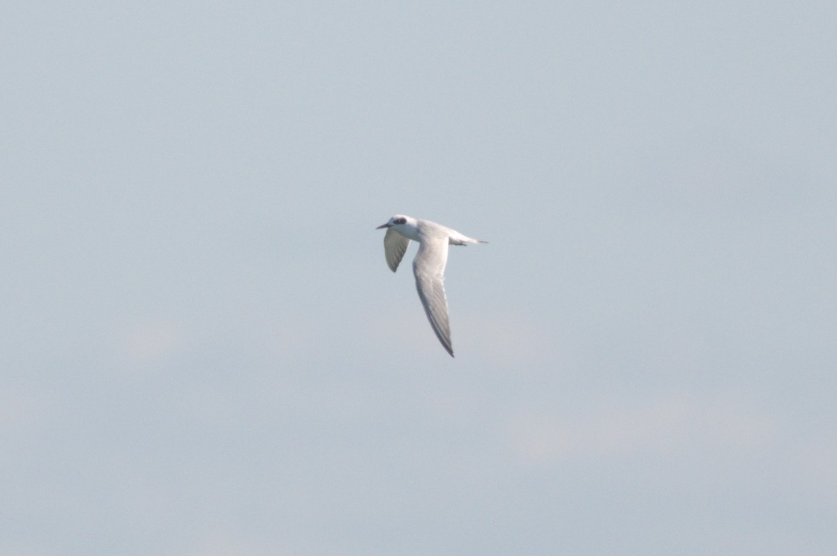 メリケンアジサシ - ML644263575