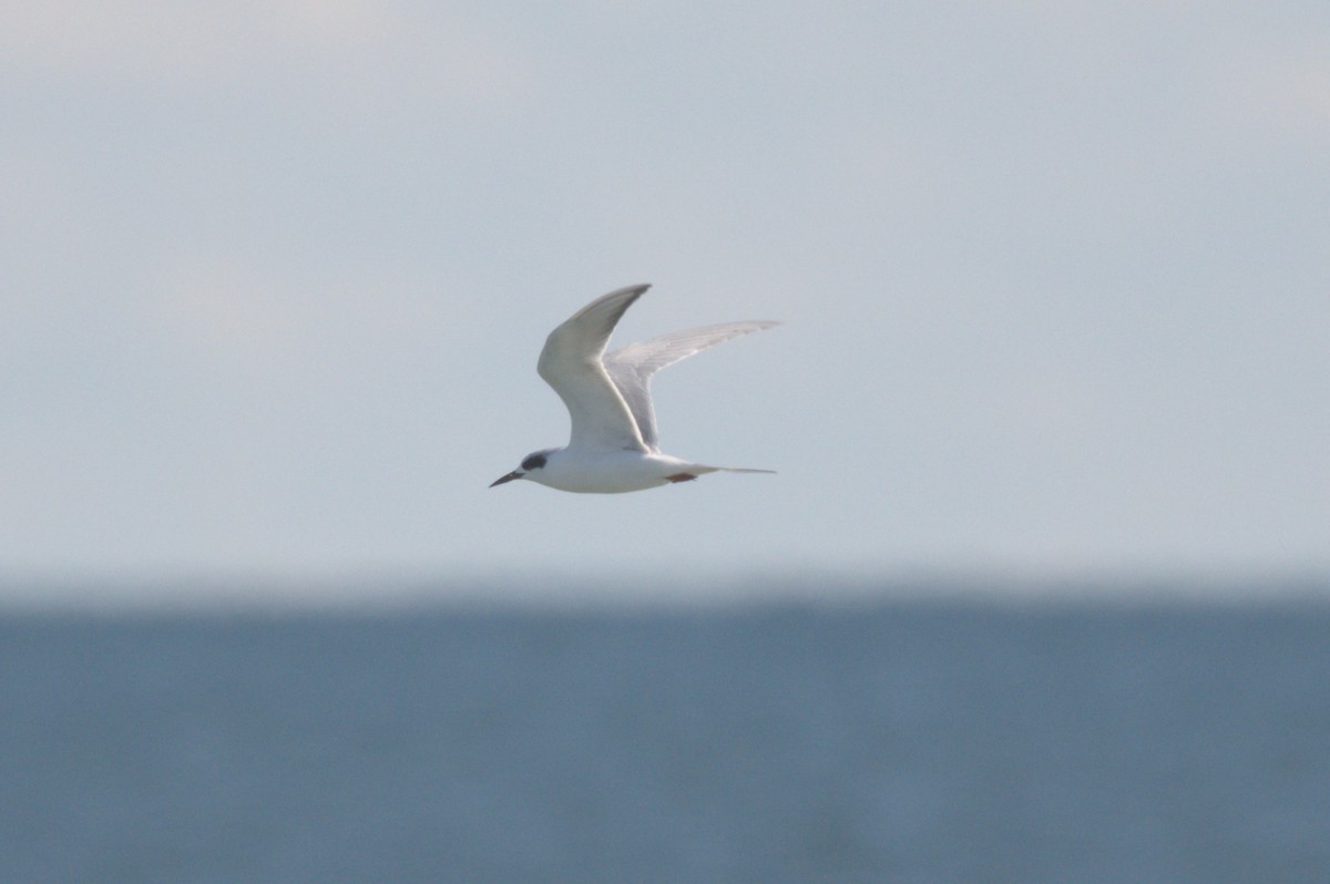 メリケンアジサシ - ML644263576