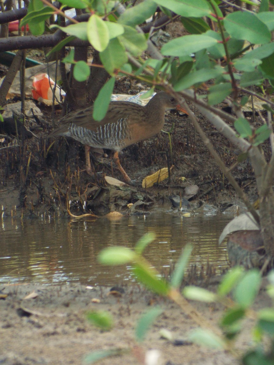 Mangrove Rail - ML644263578