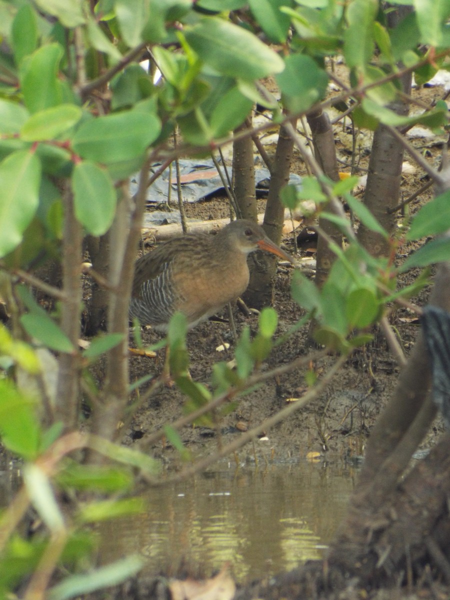 Mangrove Rail - ML644263579