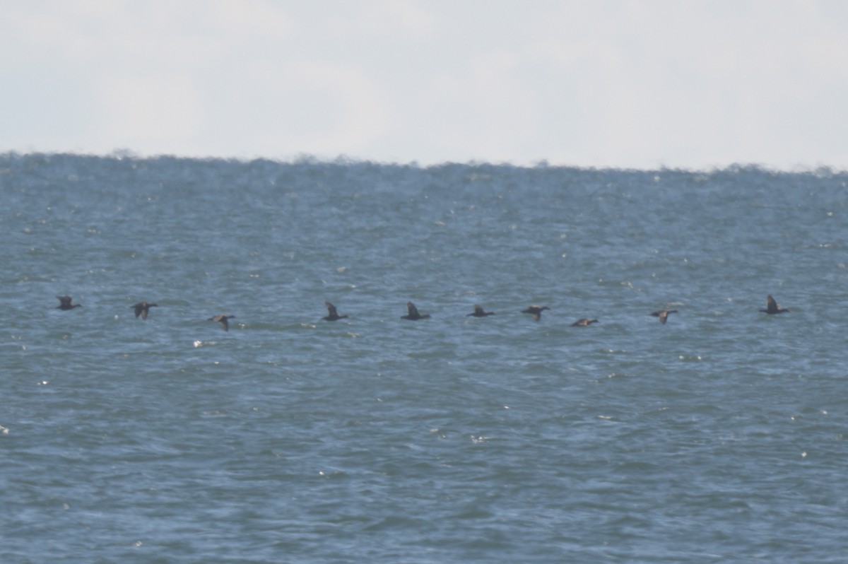 Eider à duvet - ML644263583