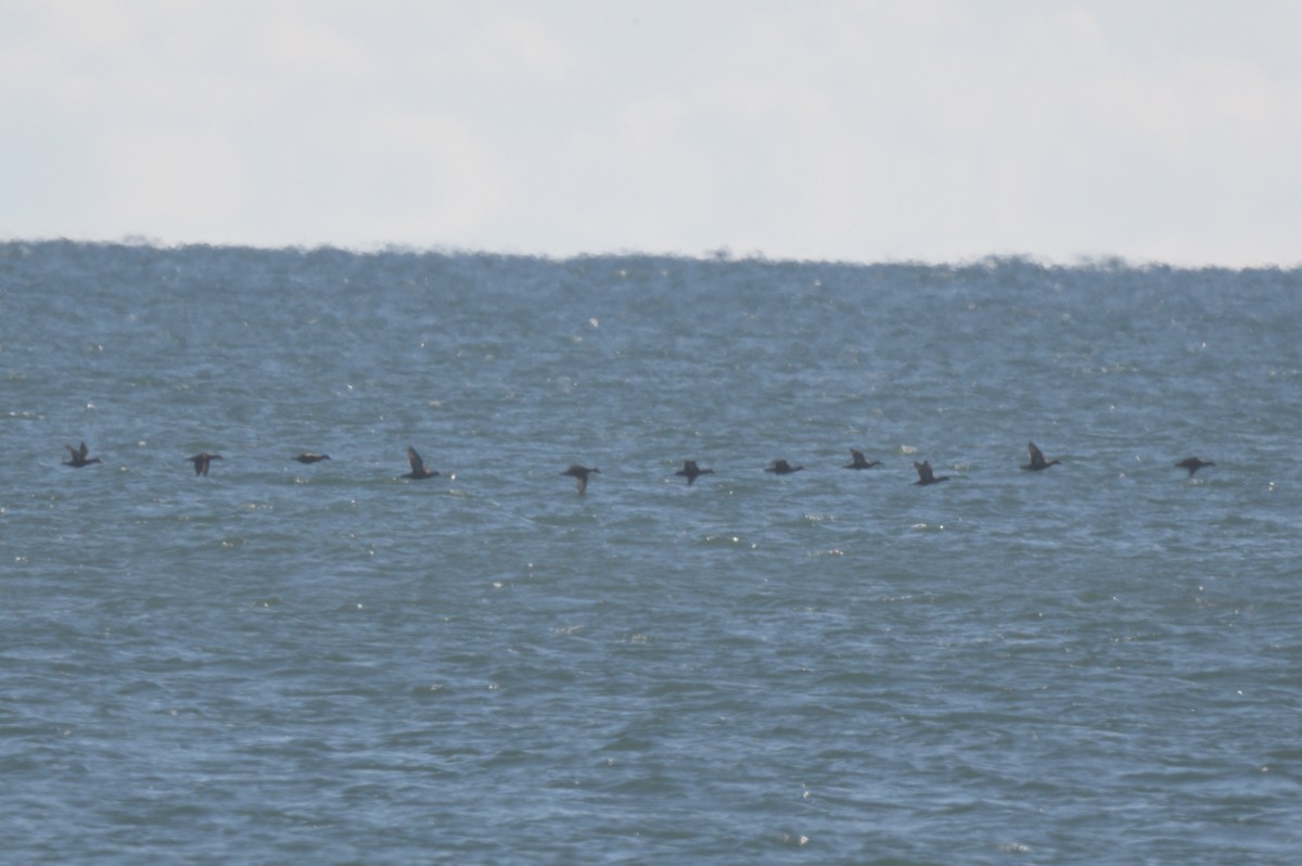 Eider à duvet - ML644263584