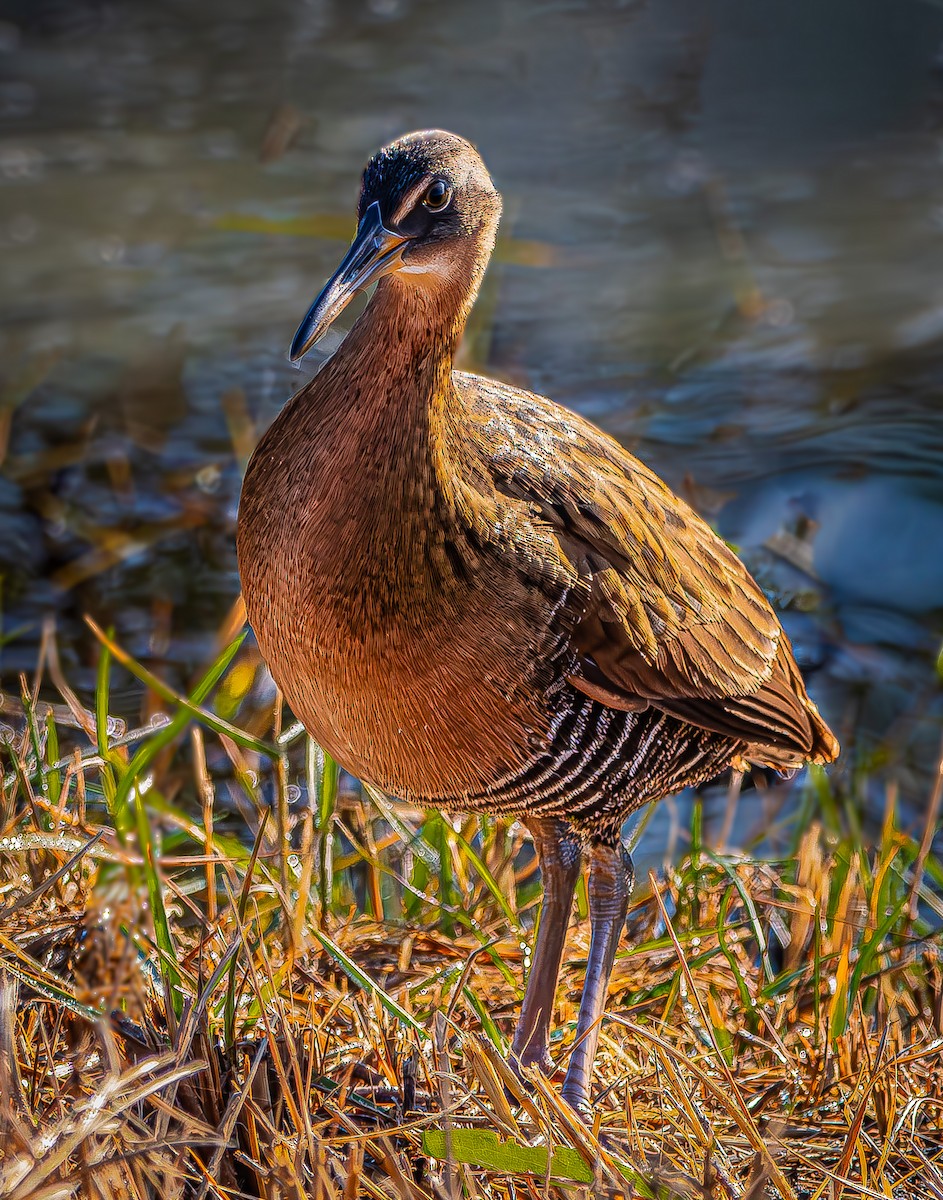 King Rail - ML644263585