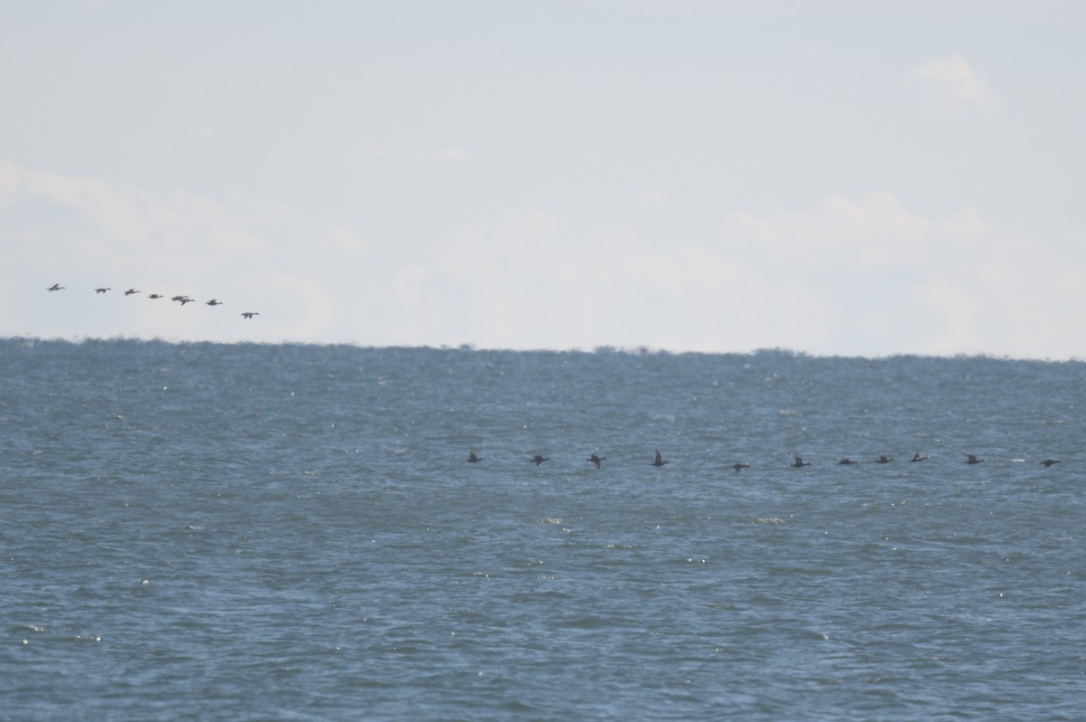 Eider à duvet - ML644263586