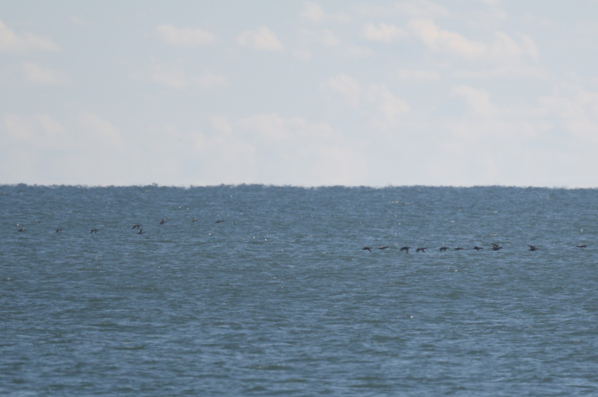 Eider à duvet - ML644263587