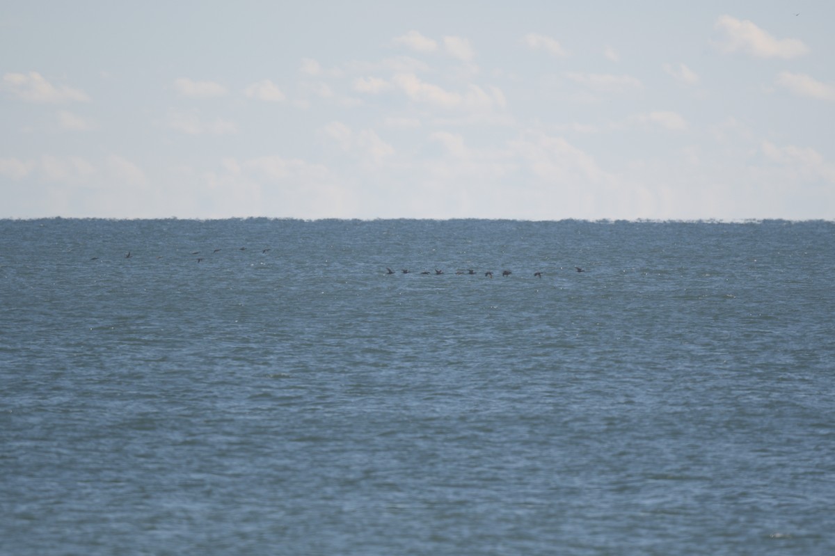 Eider à duvet - ML644263588