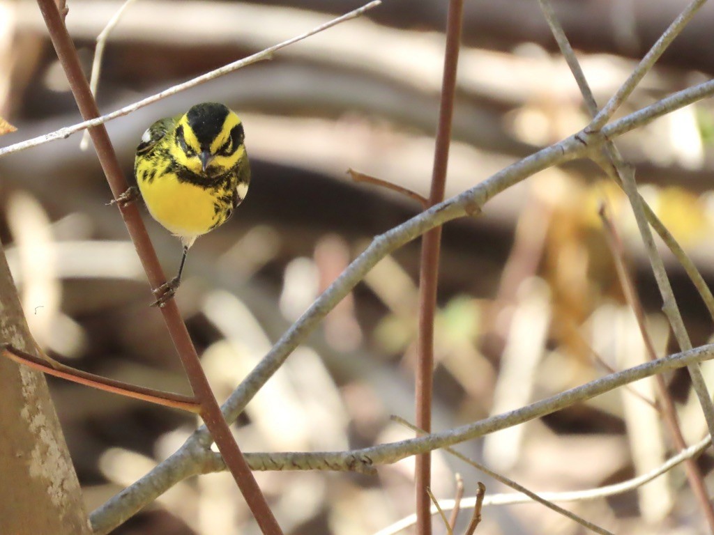 Townsend's Warbler - ML644263589