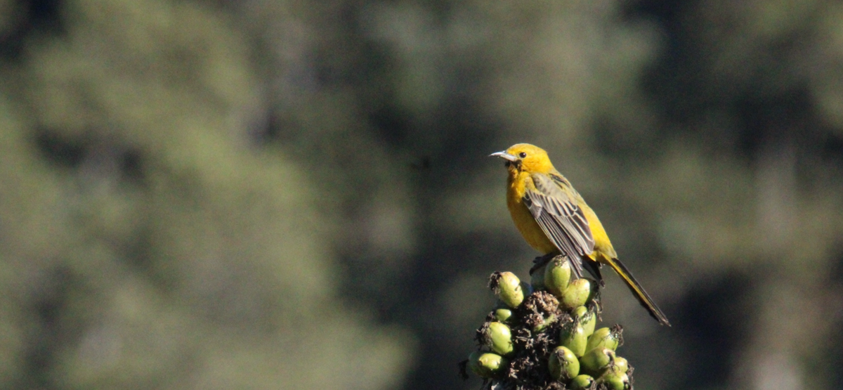 Black-vented Oriole - ML644263593