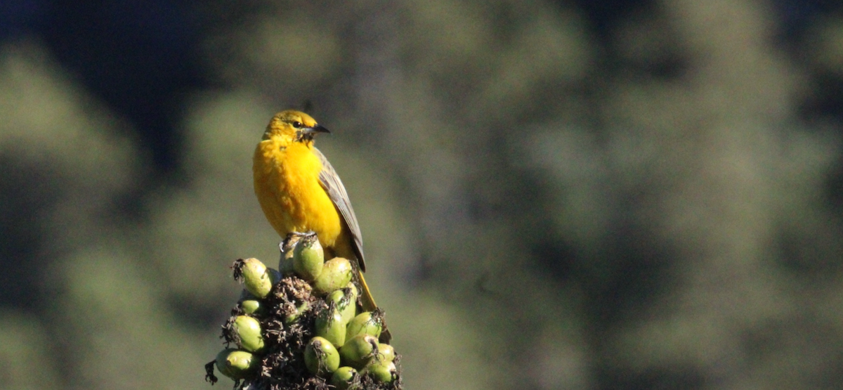 Black-vented Oriole - ML644263594
