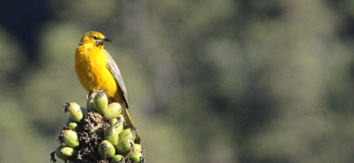 Black-vented Oriole - ML644263595
