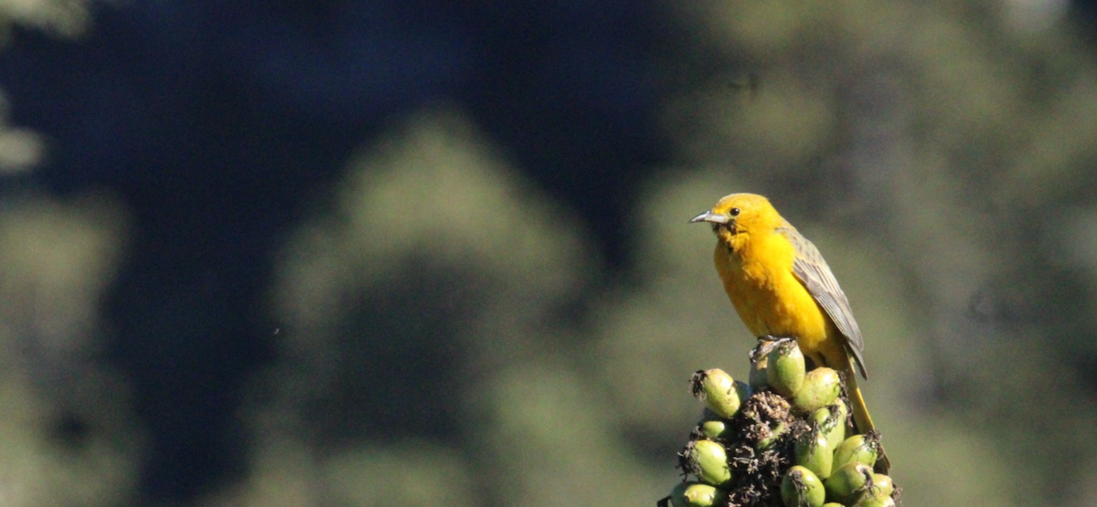 Black-vented Oriole - ML644263596