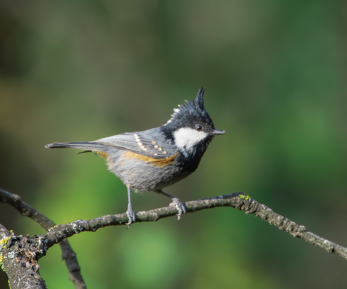 ヒガラ - ML644263603