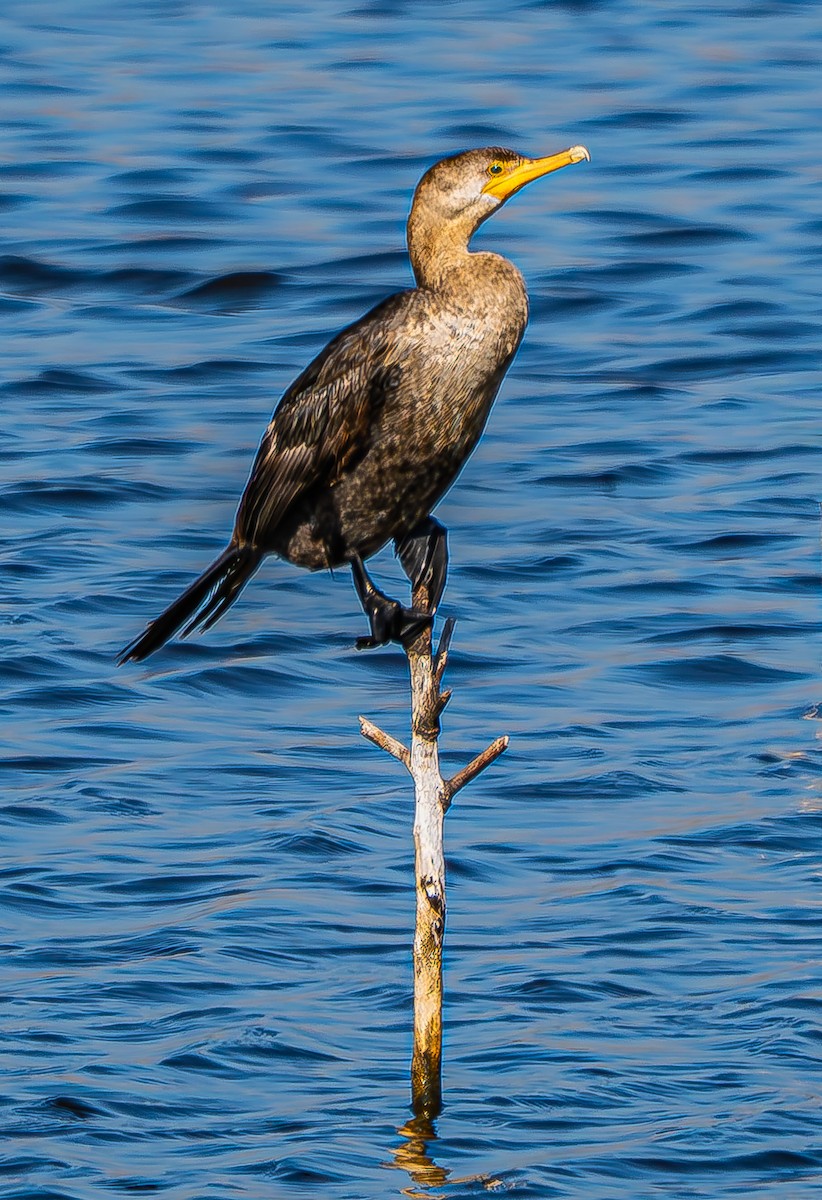 Cormorán Orejudo - ML644263605