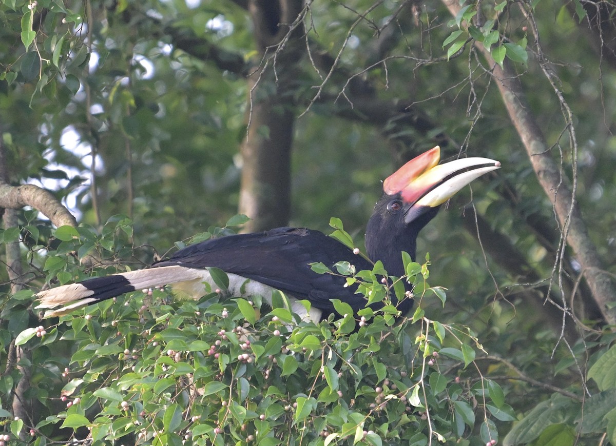 Rhinoceros Hornbill - ML644263606