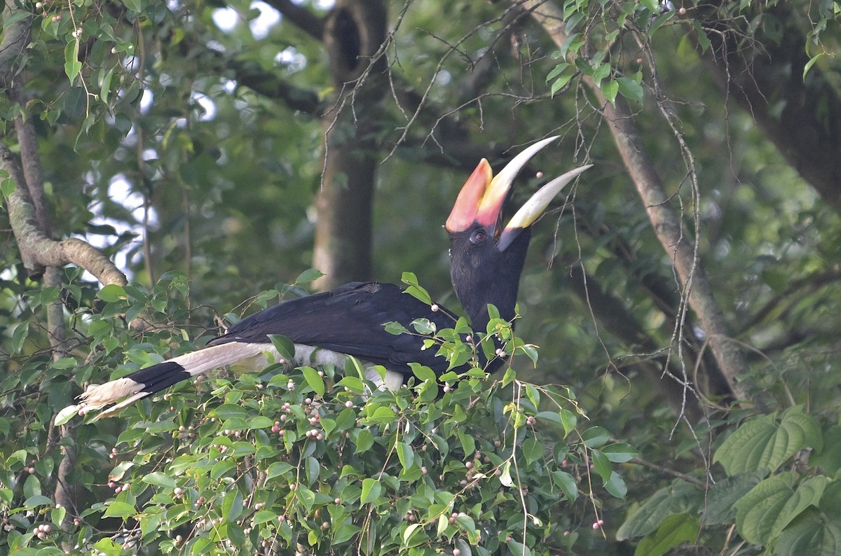 Rhinoceros Hornbill - ML644263607