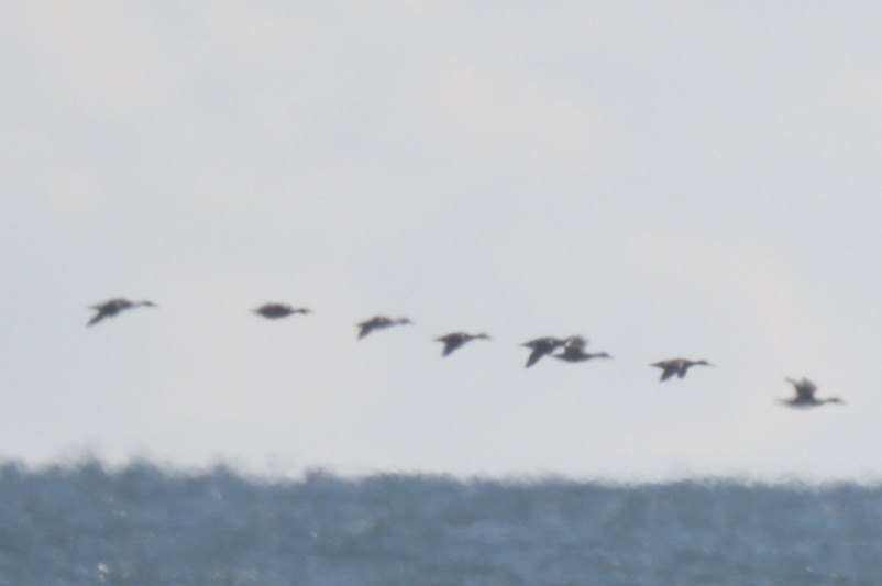 anatidé sp. (canard sp.) - ML644263608