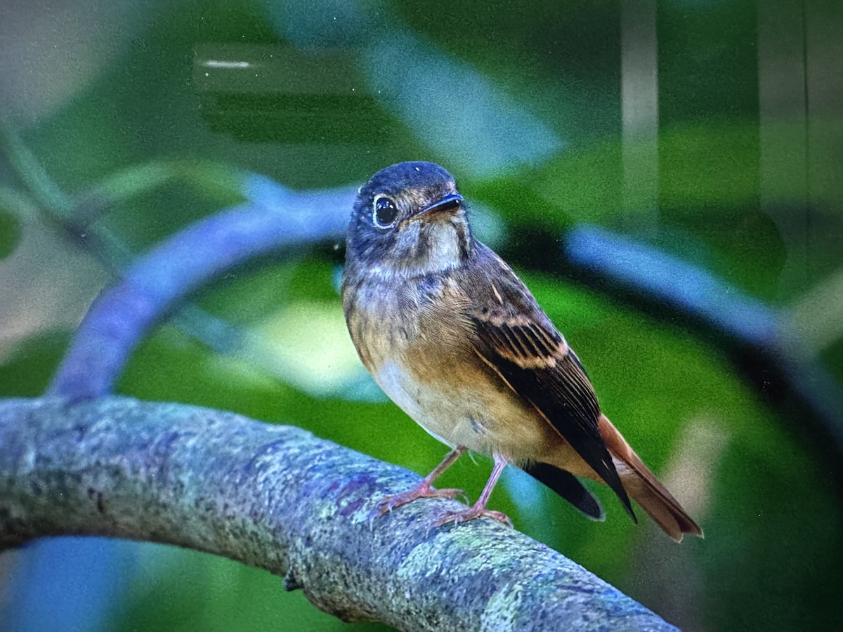 Ferruginous Flycatcher - ML644263610
