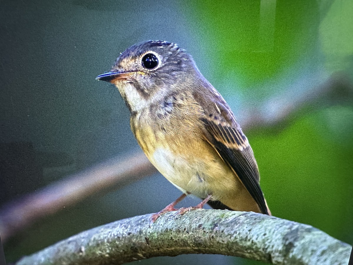 Ferruginous Flycatcher - ML644263611