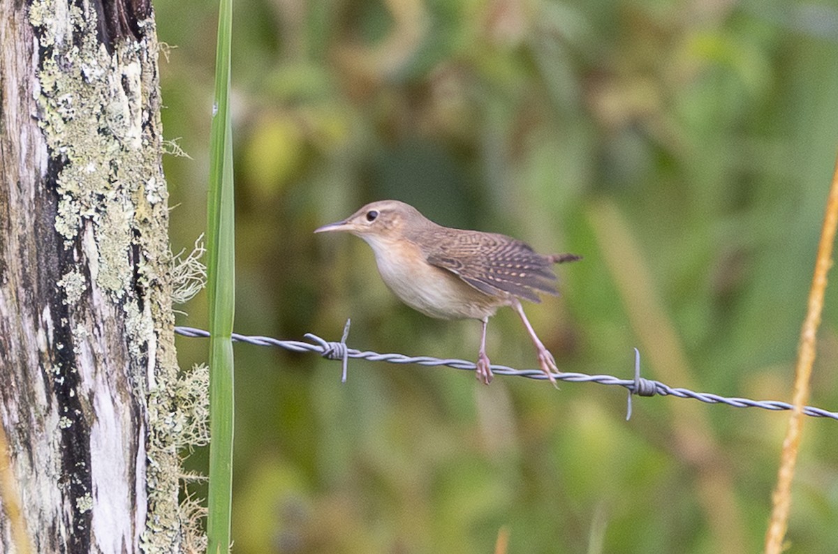 Southern House Wren - ML644263617