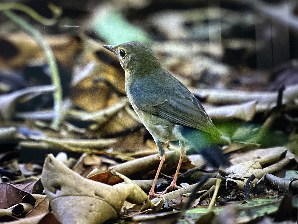 Siberian Blue Robin - ML644263619