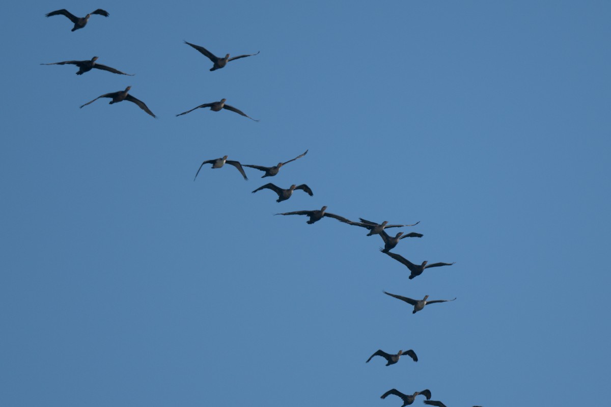 Cormoran à aigrettes - ML644263621