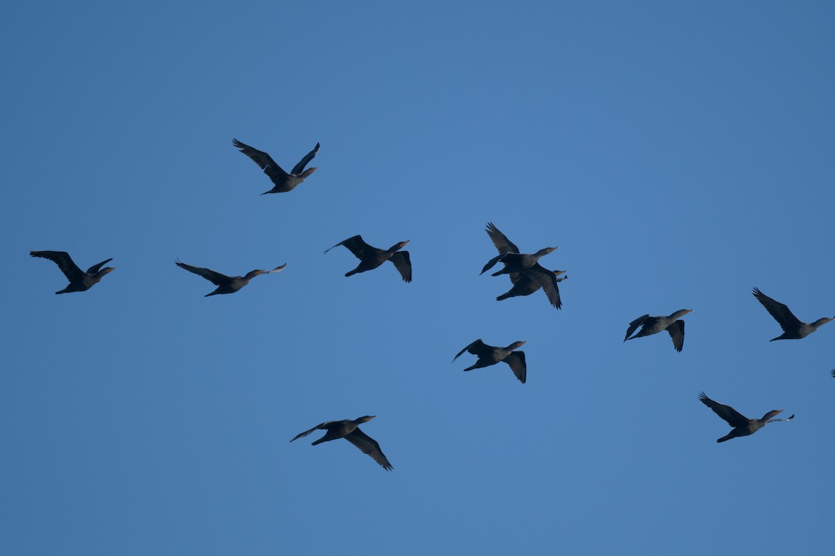 Cormoran à aigrettes - ML644263622