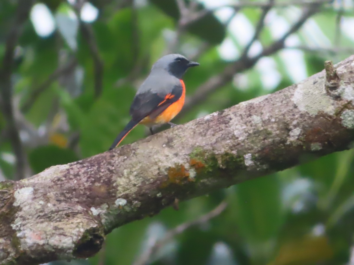Small Minivet - ML644263640