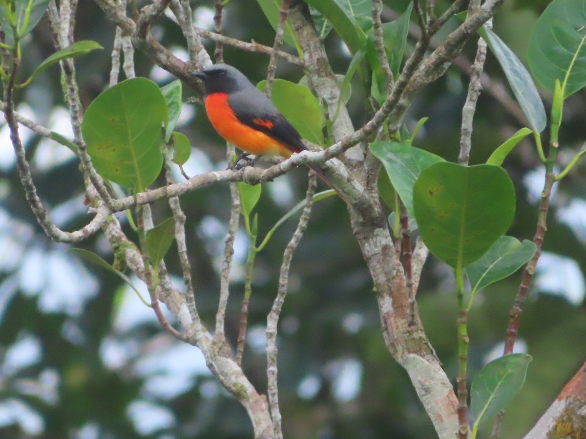 Small Minivet - ML644263641