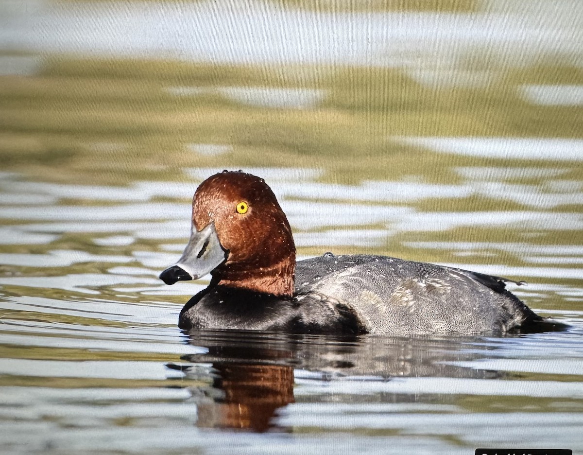 Fuligule à tête rouge - ML644263646