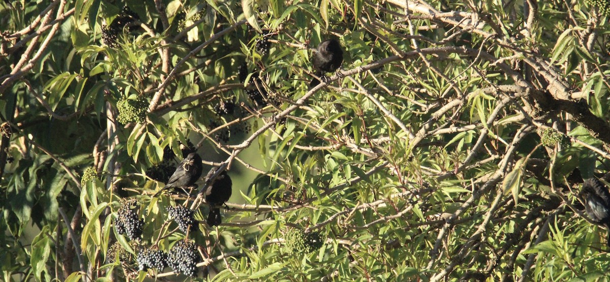 Bronzed Cowbird (Bronzed) - ML644263647