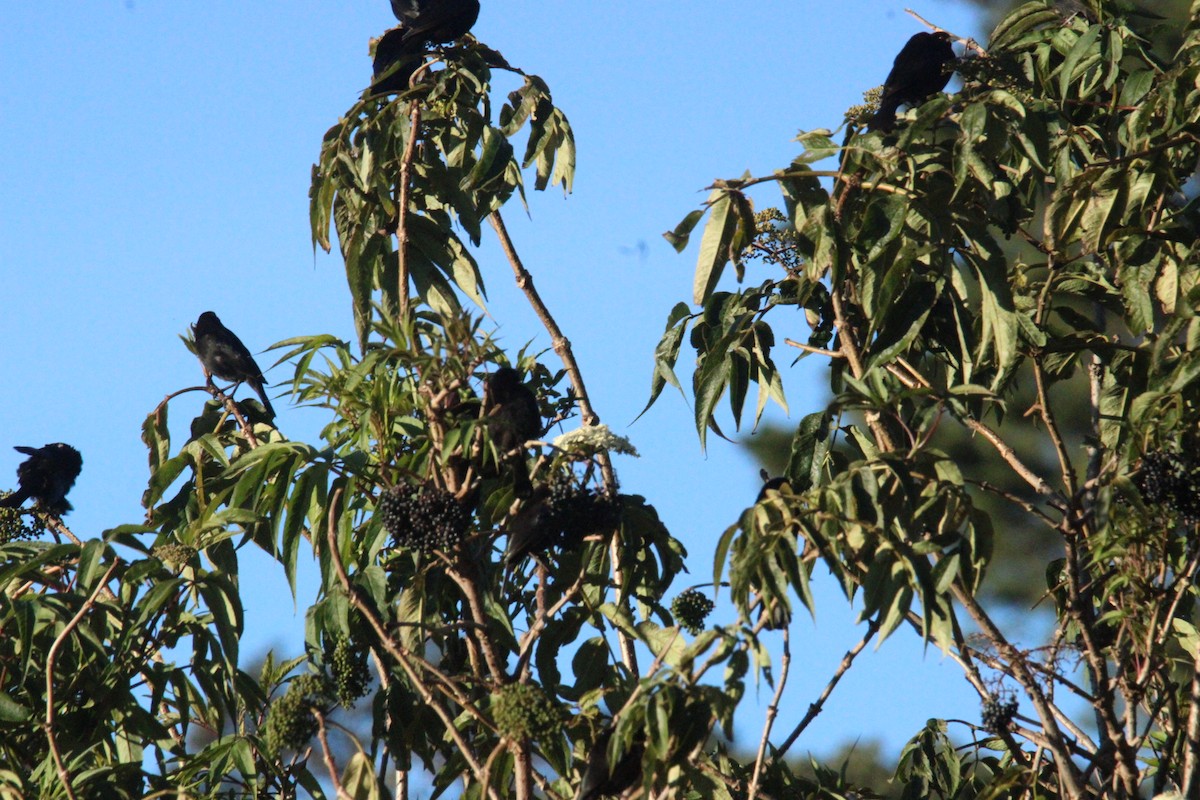 Bronzed Cowbird (Bronzed) - ML644263648